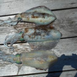 こかわ渡船　雅丸 釣果