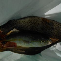 こかわ渡船　雅丸 釣果