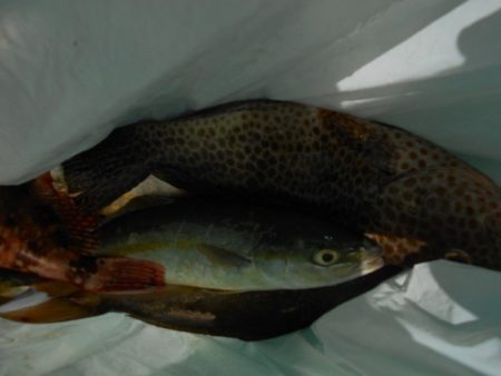 こかわ渡船　雅丸 釣果