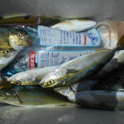 こかわ渡船　雅丸 釣果