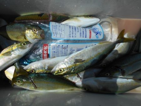 こかわ渡船　雅丸 釣果