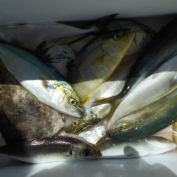 こかわ渡船　雅丸 釣果