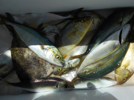 こかわ渡船　雅丸 釣果