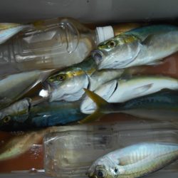 こかわ渡船　雅丸 釣果