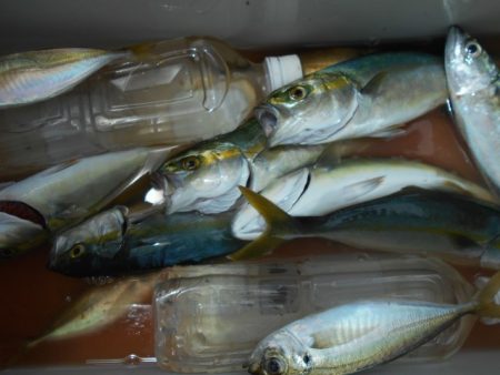 こかわ渡船　雅丸 釣果