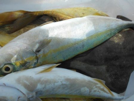 こかわ渡船　雅丸 釣果