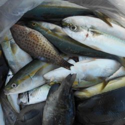 こかわ渡船　雅丸 釣果