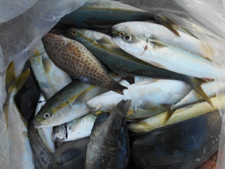 こかわ渡船　雅丸 釣果