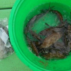 こかわ渡船　雅丸 釣果