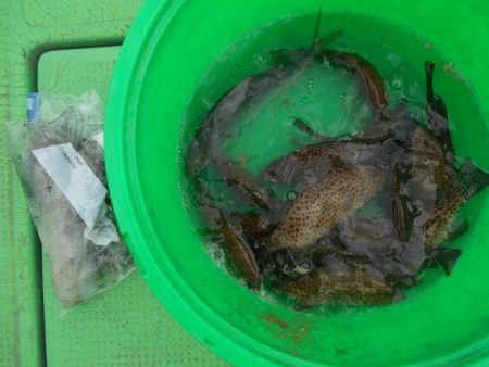 こかわ渡船　雅丸 釣果