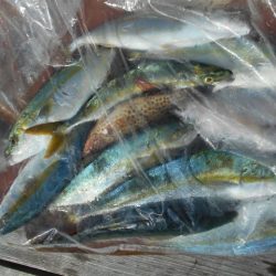 こかわ渡船　雅丸 釣果