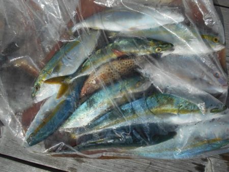 こかわ渡船　雅丸 釣果