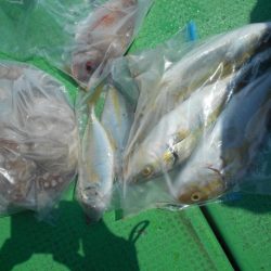 こかわ渡船　雅丸 釣果