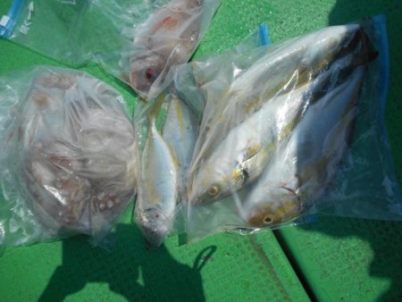 こかわ渡船　雅丸 釣果