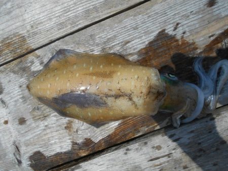 こかわ渡船　雅丸 釣果