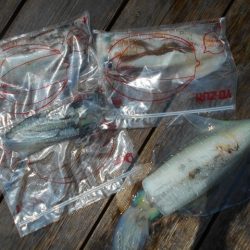 こかわ渡船　雅丸 釣果