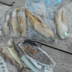 こかわ渡船　雅丸 釣果