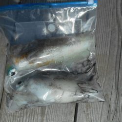 こかわ渡船　雅丸 釣果