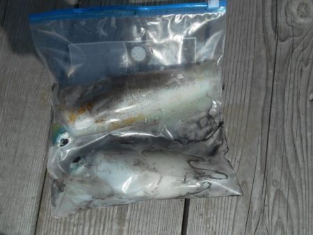 こかわ渡船　雅丸 釣果