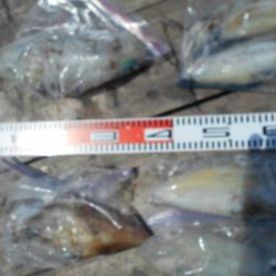 こかわ渡船　雅丸 釣果