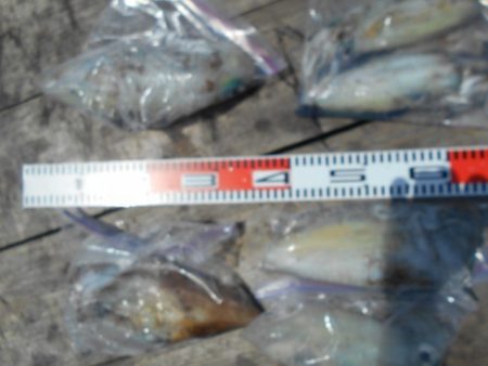 こかわ渡船　雅丸 釣果