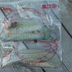 こかわ渡船　雅丸 釣果