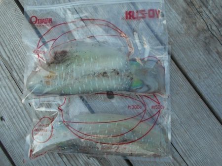 こかわ渡船　雅丸 釣果