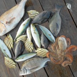 こかわ渡船　雅丸 釣果