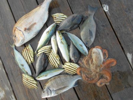 こかわ渡船　雅丸 釣果