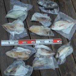 こかわ渡船　雅丸 釣果