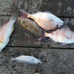 こかわ渡船　雅丸 釣果