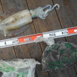 こかわ渡船　雅丸 釣果