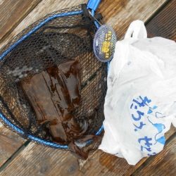 こかわ渡船　雅丸 釣果