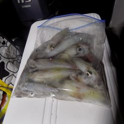 フィッシングボート空風(そらかぜ) 釣果