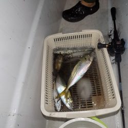 フィッシングボート空風(そらかぜ) 釣果