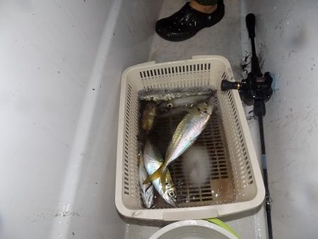 フィッシングボート空風(そらかぜ) 釣果