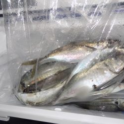 フィッシングボート空風(そらかぜ) 釣果