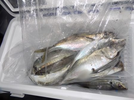 フィッシングボート空風(そらかぜ) 釣果