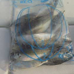 フィッシングボート空風(そらかぜ) 釣果