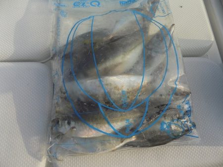 フィッシングボート空風(そらかぜ) 釣果