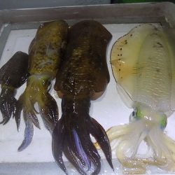 フィッシングボート空風(そらかぜ) 釣果