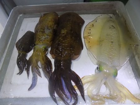 フィッシングボート空風(そらかぜ) 釣果