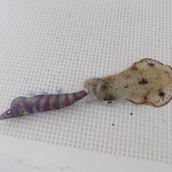 フィッシングボート空風(そらかぜ) 釣果