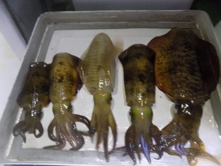 フィッシングボート空風(そらかぜ) 釣果