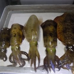 フィッシングボート空風(そらかぜ) 釣果