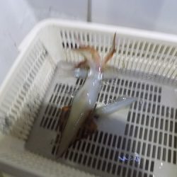 フィッシングボート空風(そらかぜ) 釣果