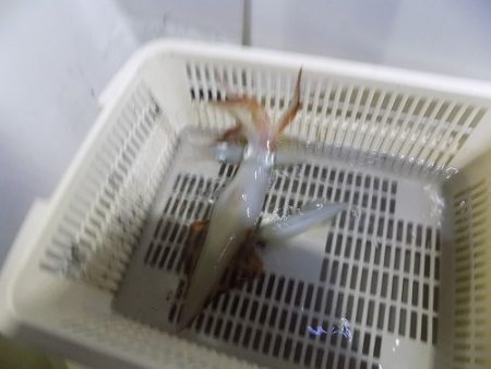 フィッシングボート空風(そらかぜ) 釣果