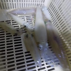 フィッシングボート空風(そらかぜ) 釣果