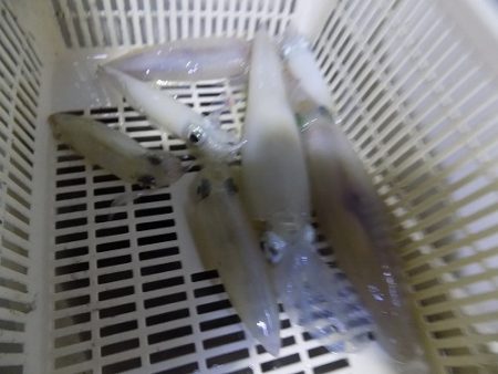 フィッシングボート空風(そらかぜ) 釣果