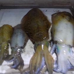 フィッシングボート空風(そらかぜ) 釣果